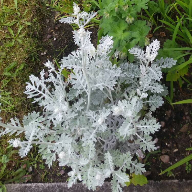 Plant image Senecio cineraria 'Silver Dust'