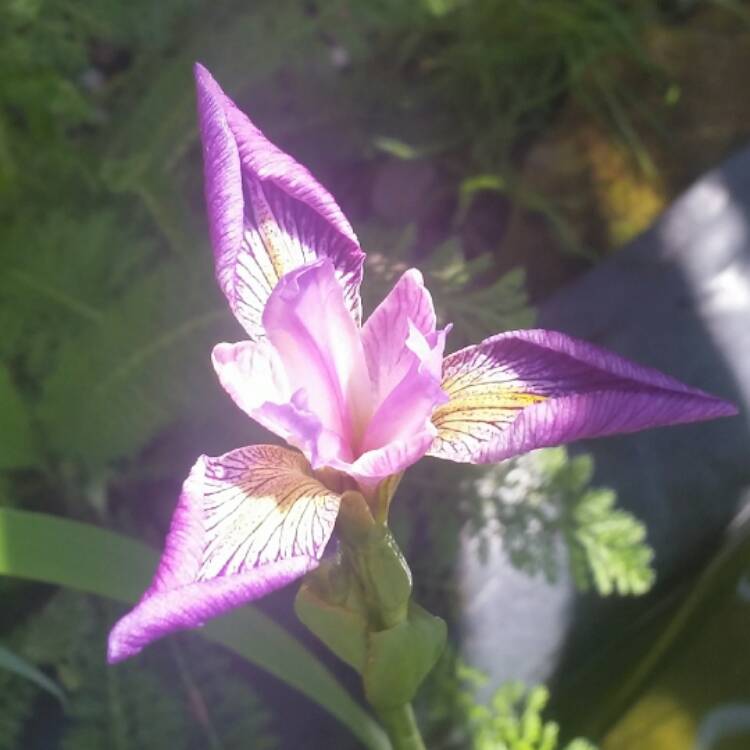 plant image 431729