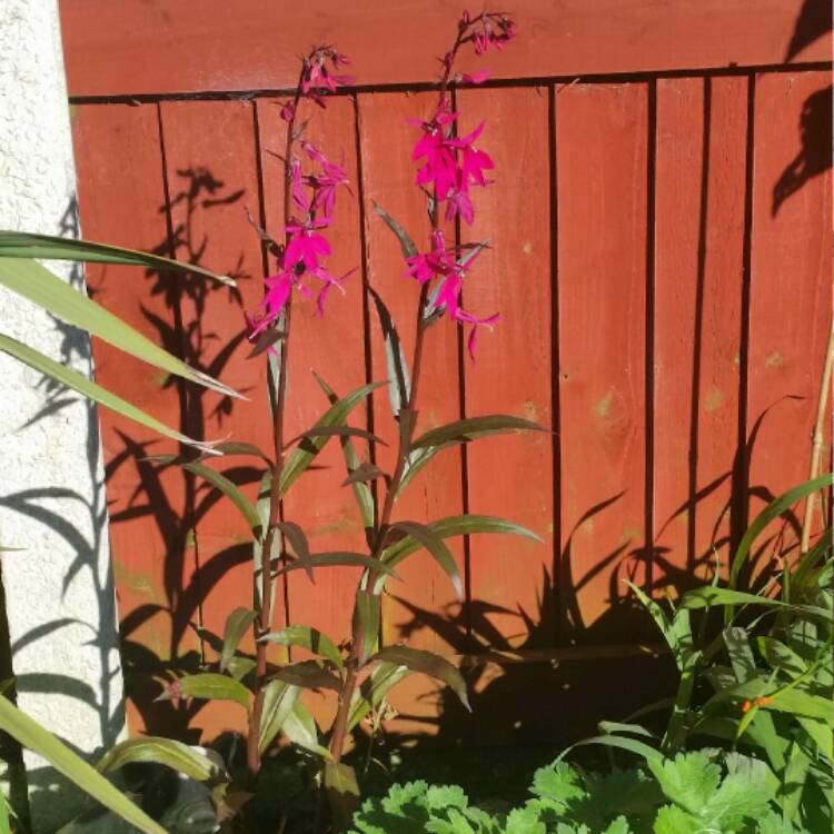 Plant image Lobelia x speciosa