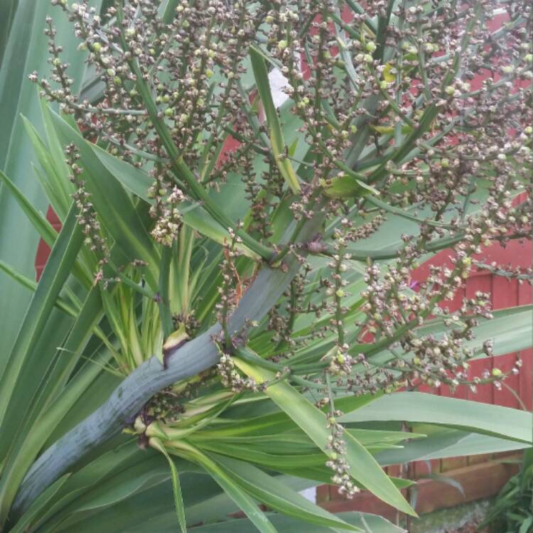 plant image 530675