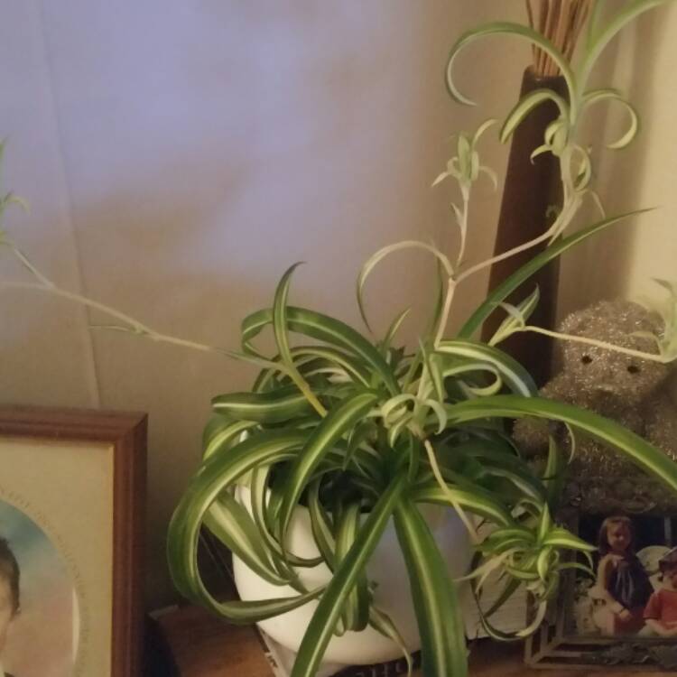 Plant image Chlorophytum comosum 'Bonnie'
