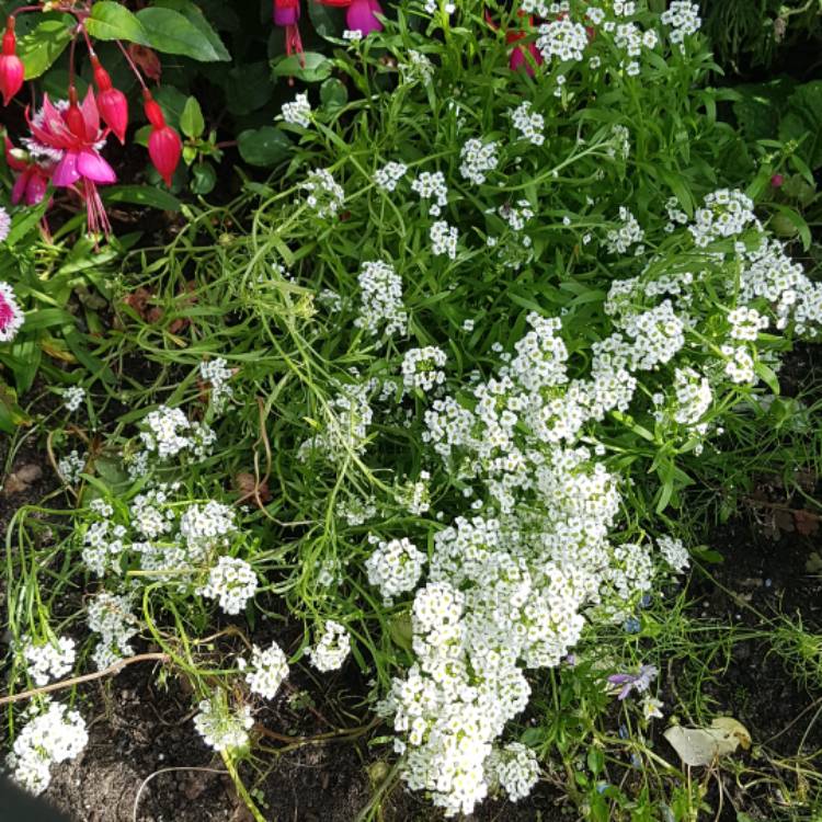 Plant image Lobularia maritima  syn. Alyssum maritimum