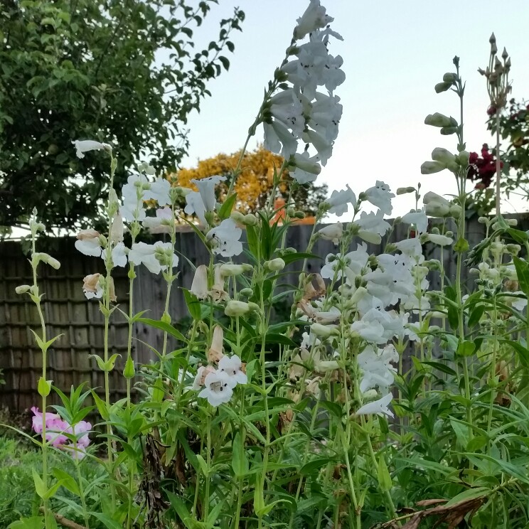 plant image 170300