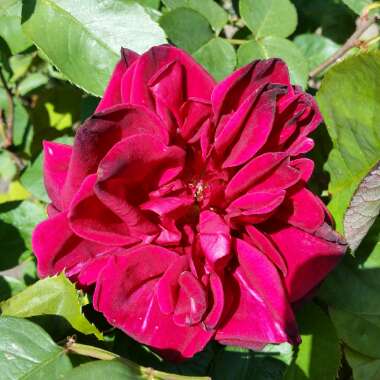 Rose (Floribunda)