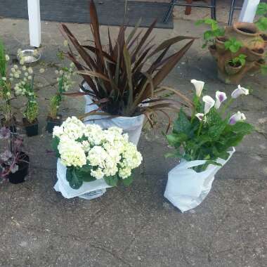 Sandra's garden