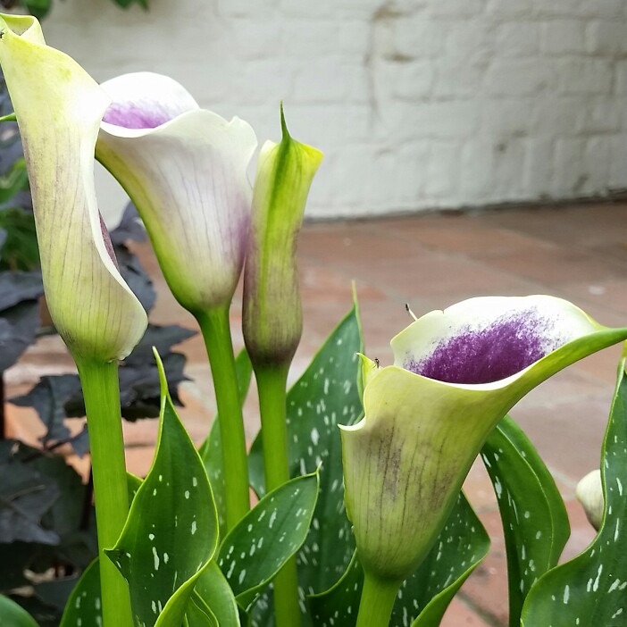 Plant image Zantedeschia elliottiana 'Picasso'