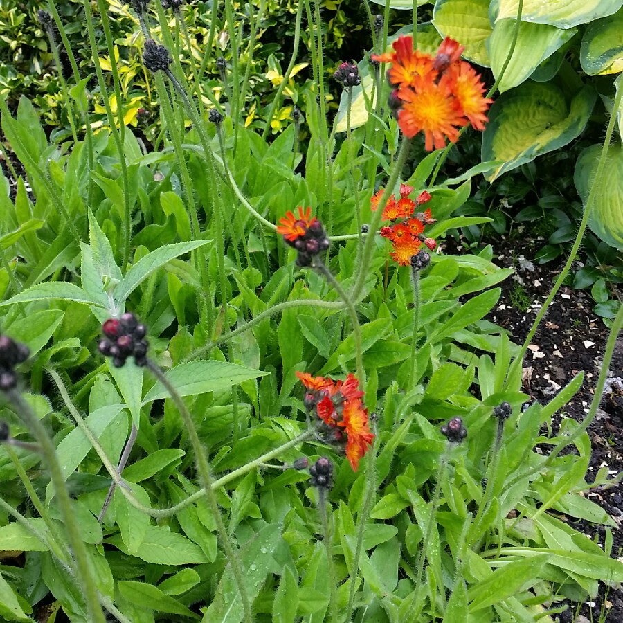 Plant image Pilosella aurantiaca