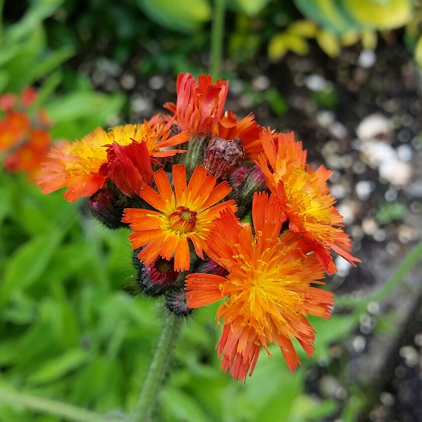 Plant image Pilosella aurantiaca