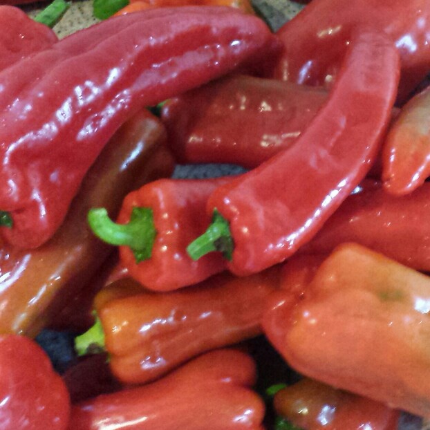 Capsicum annuum
