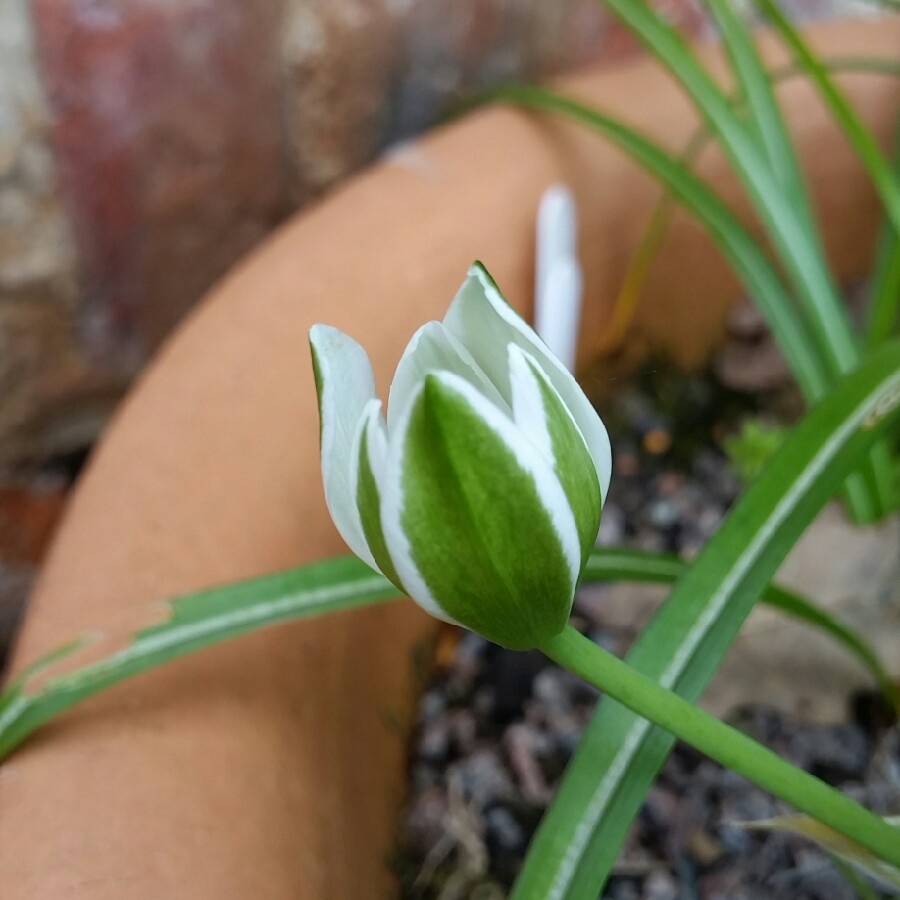 plant image 63070