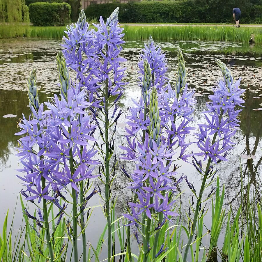 Camassia