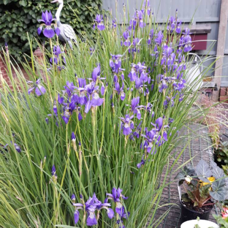 plant image 879896