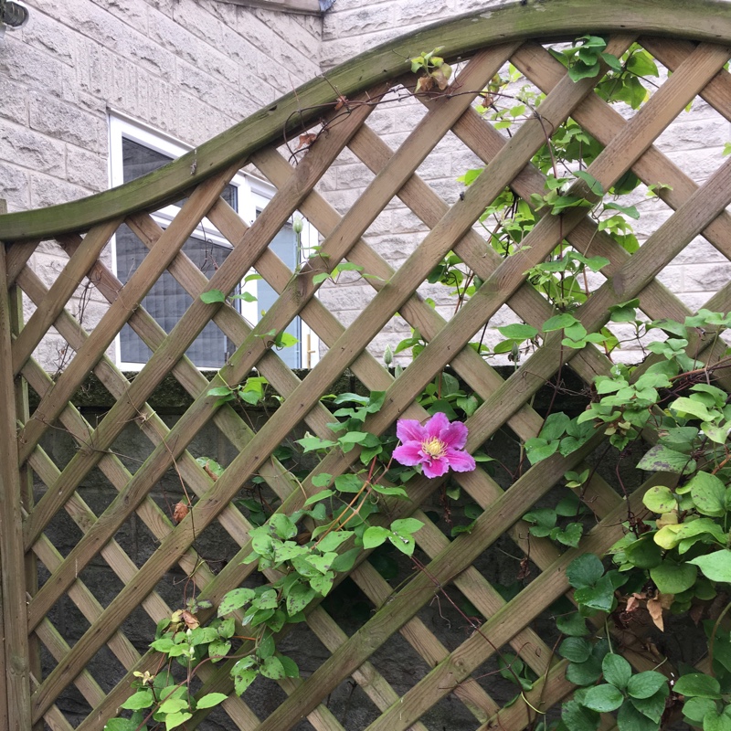 Sandra's garden