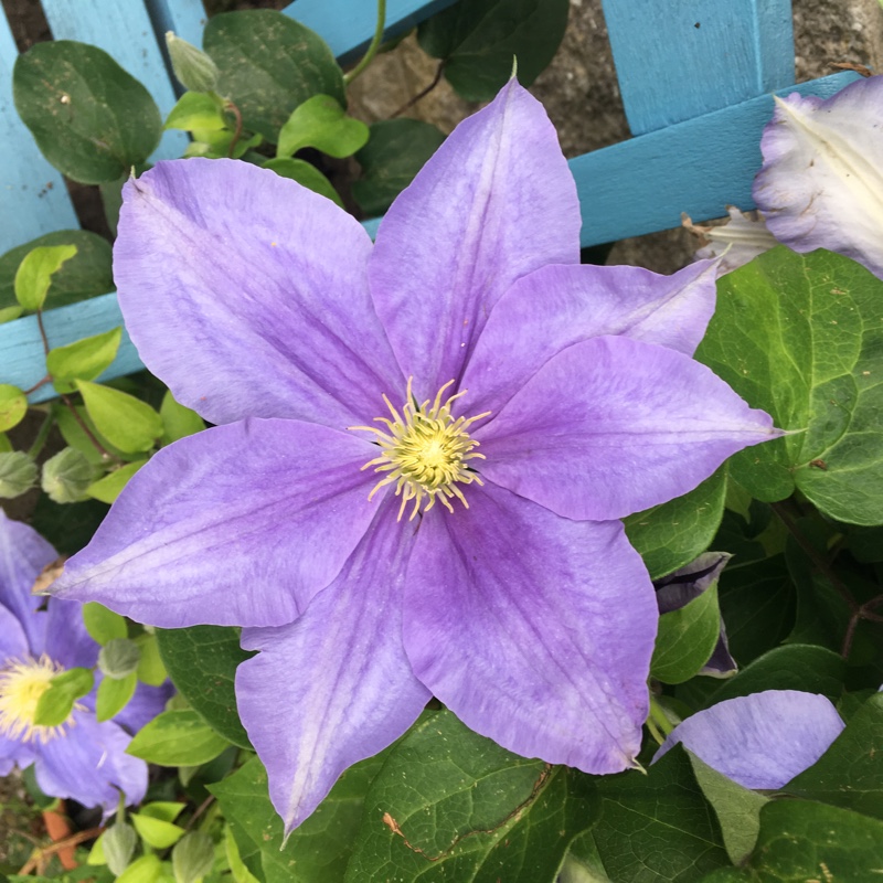 Sandra's garden
