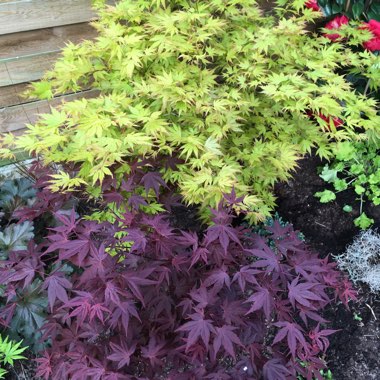 Japanese Maple 'Atropurpureum'