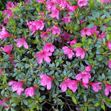 Sandra's garden