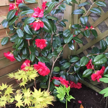 Sandra's garden