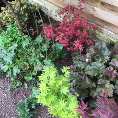 Sandra's garden
