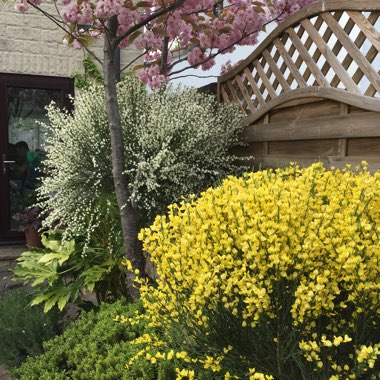 Sandra's garden