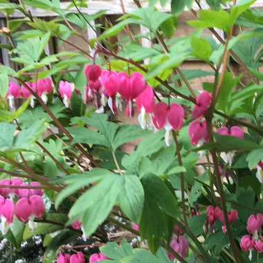 Sandra's garden