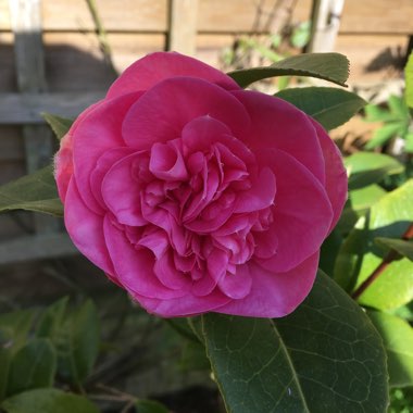 Sandra's garden