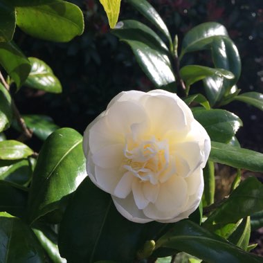 Sandra's garden