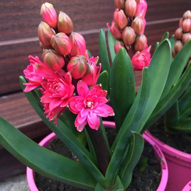 Sandra's garden