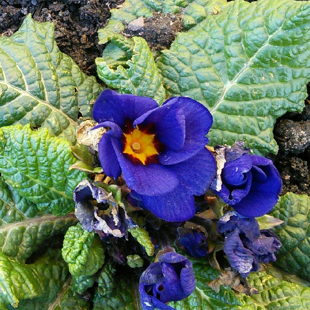Plant image Primula 'Wanda'