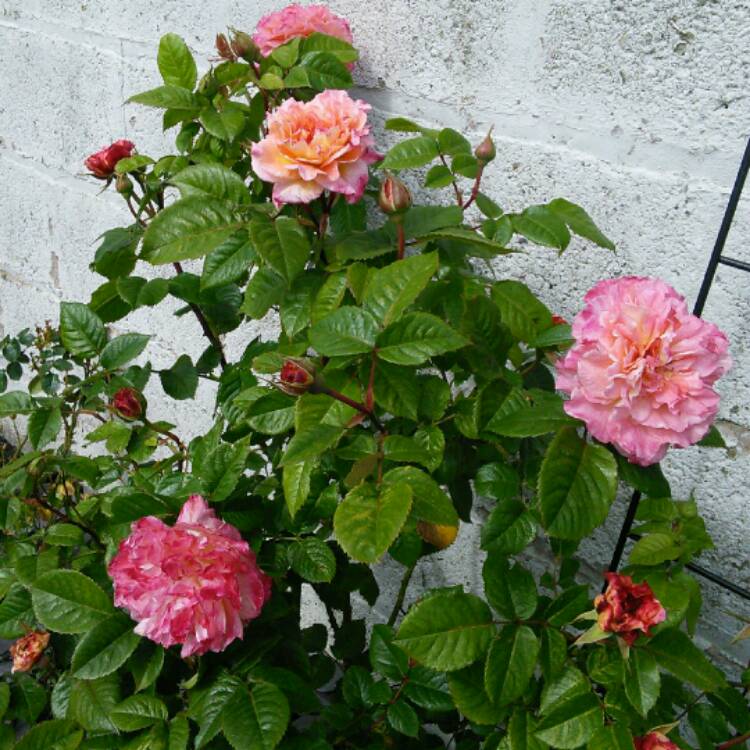 Plant image Rosa 'Rachel' syn. Rosa 'Tangust' ; Rosa 'Augusta Luise' ; Rosa 'Fox-Trot' ; Rosa 'Hayley Westenra'
