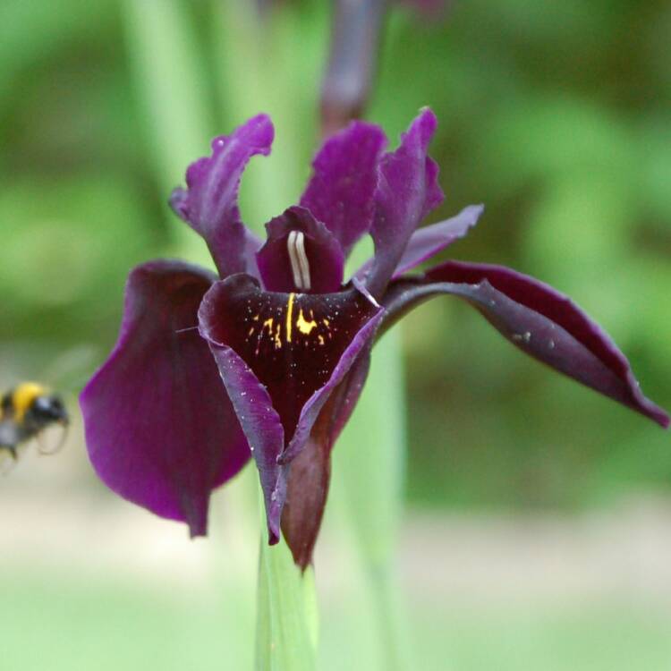 Plant image Iris chrysographes Black-Flowered syn. Iris chrysographes Black-form