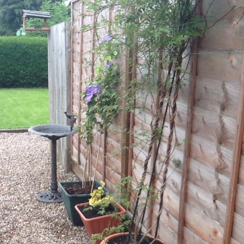 Sandra's garden