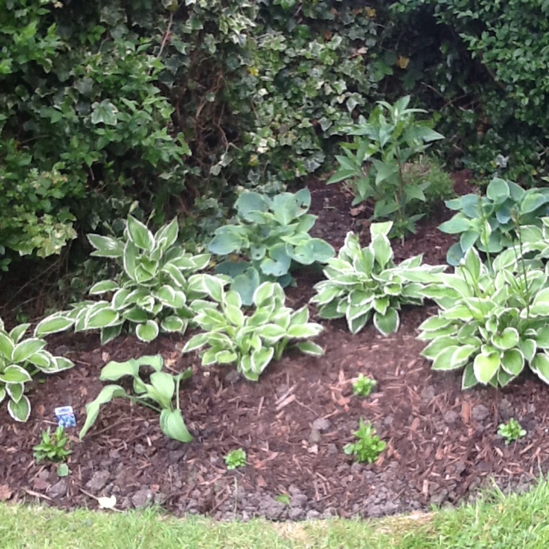 Sandra's garden