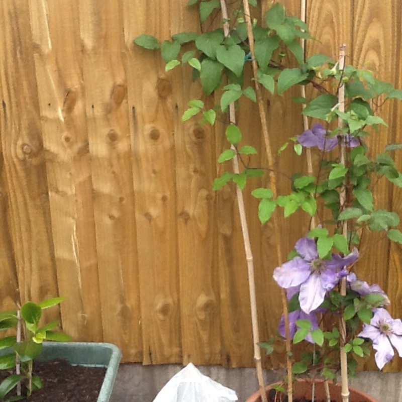 Sandra's garden