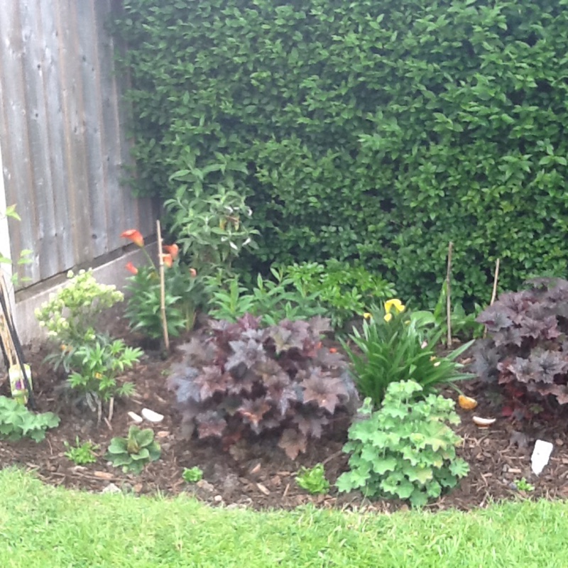 Sandra's garden