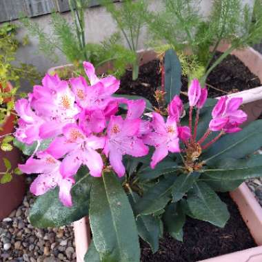 Sandra's garden