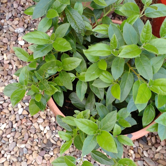 Sandra's garden