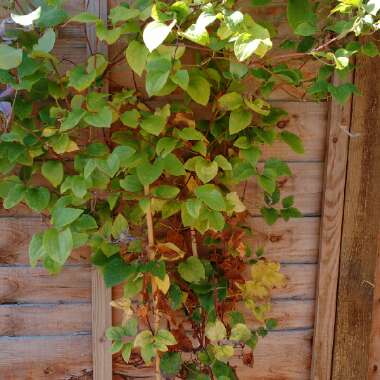 Sandra's garden