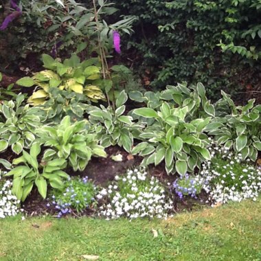 Sandra's garden