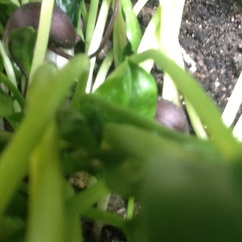 Mousetail Plant