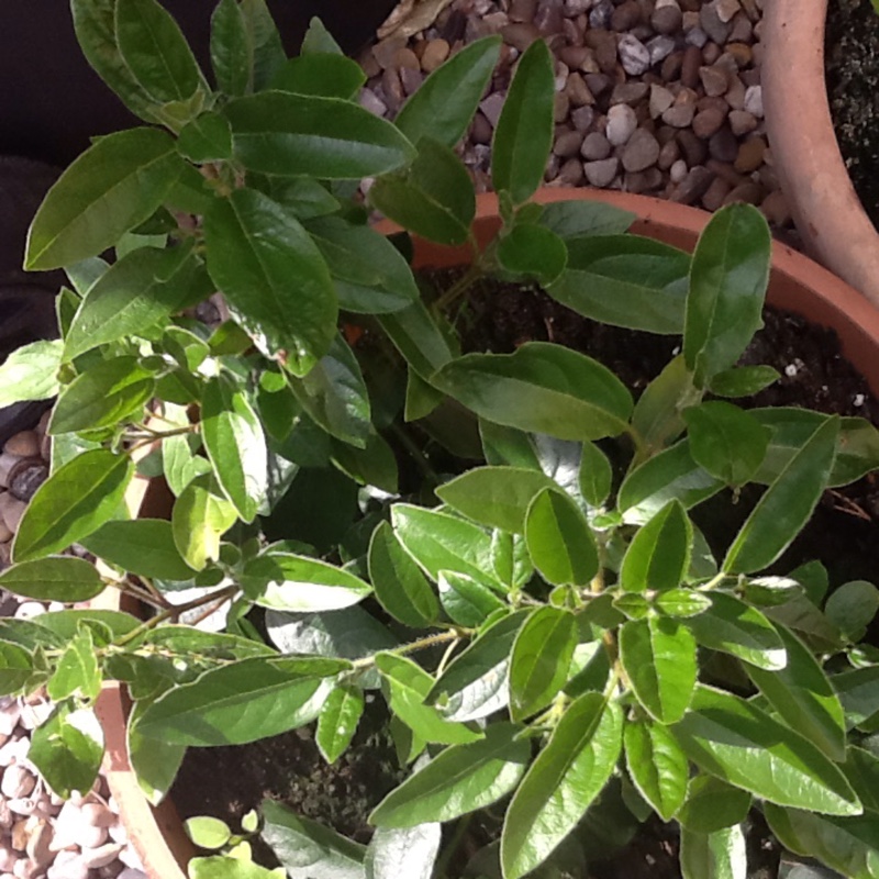 Sandra's garden