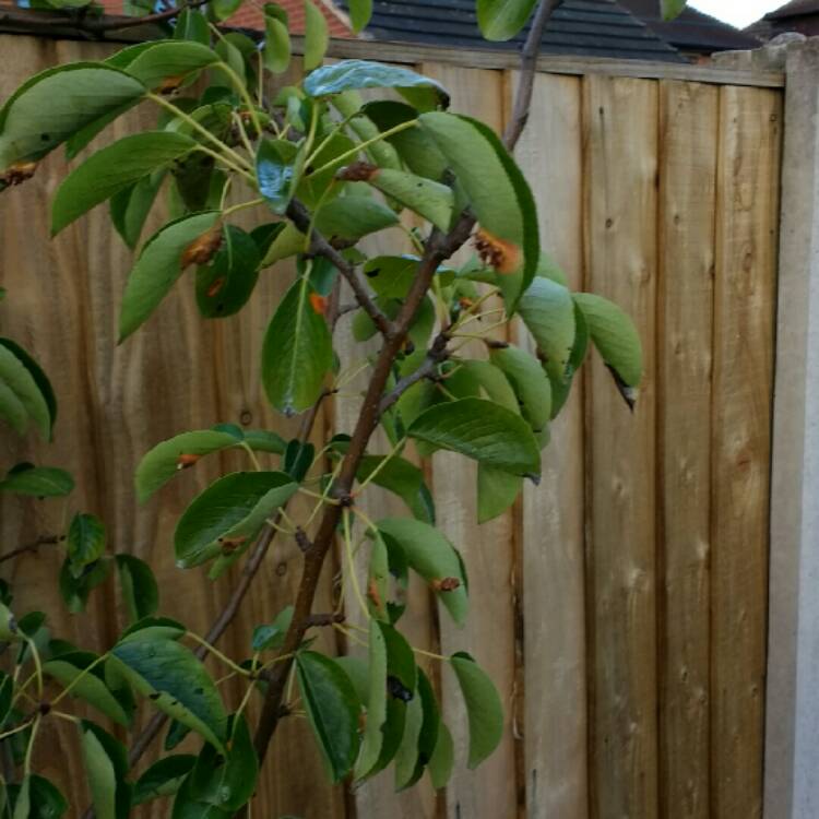 plant image 248799