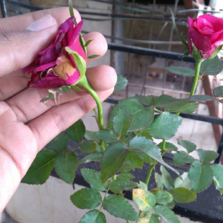 plant image 746184