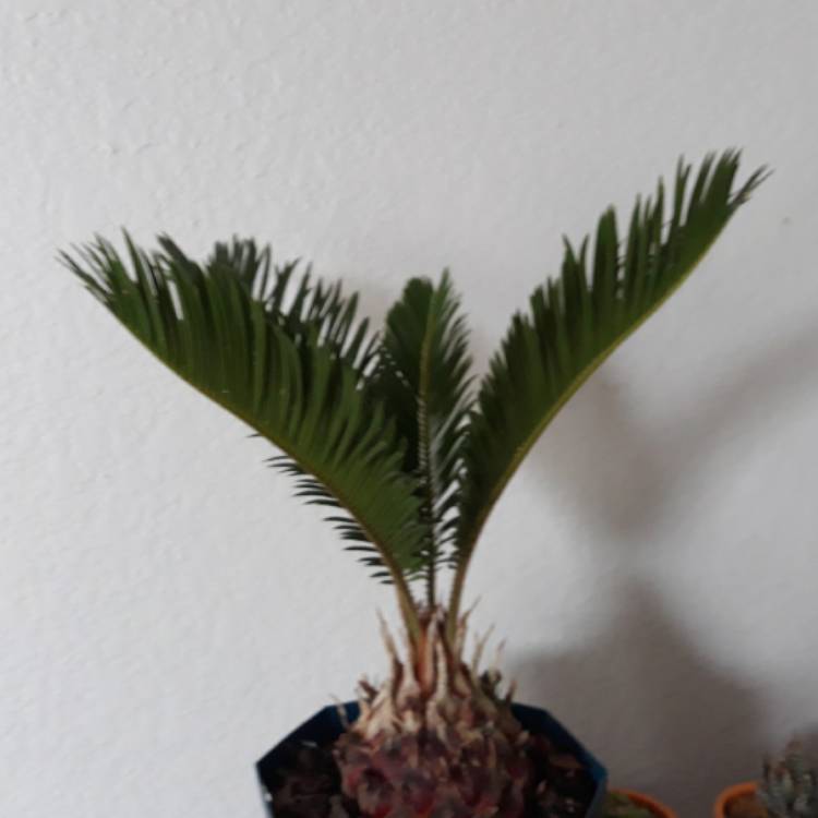 plant image 1343744