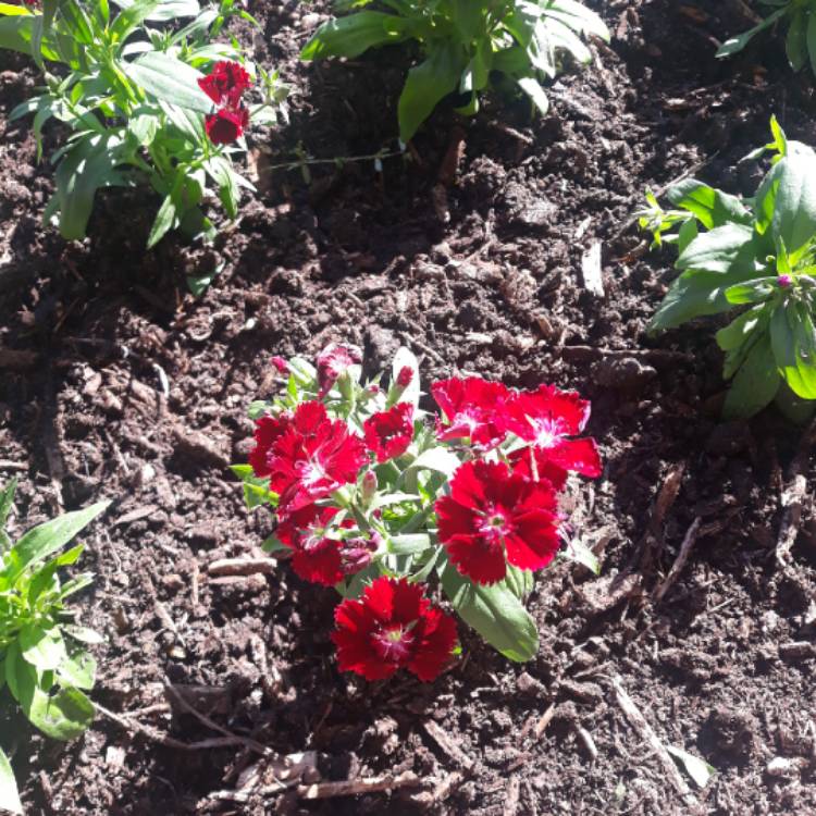 plant image 1413620