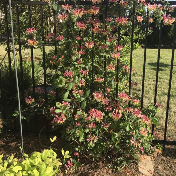 Plant image Lonicera periclymenum 'ChojnOw' syn. Lonicera periclymenum 'Fragrant Cloud'