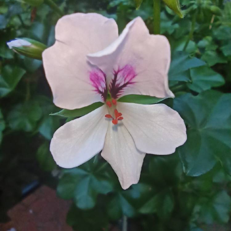 plant image 1412310