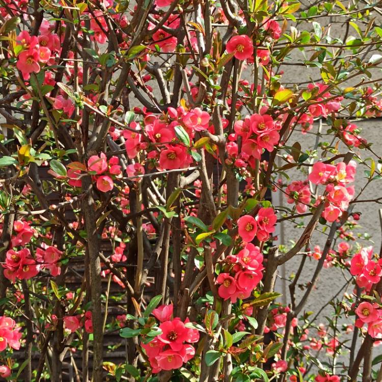 plant image 1453167 plant image 1453167