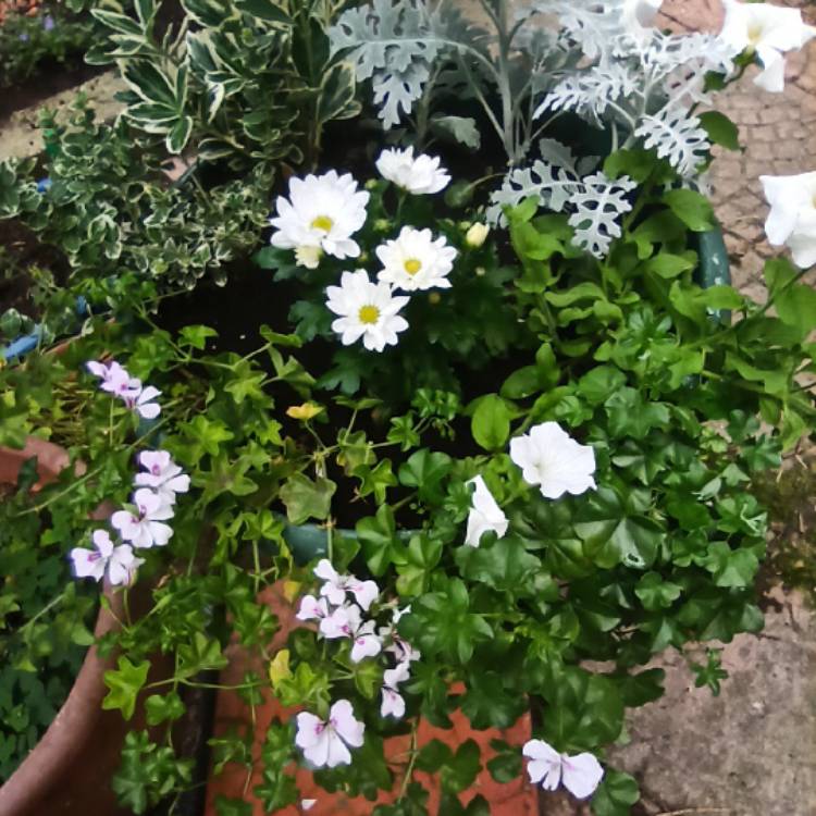 plant image 1453199