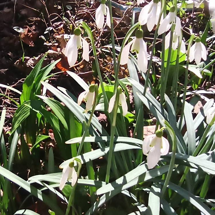 plant image 1453318