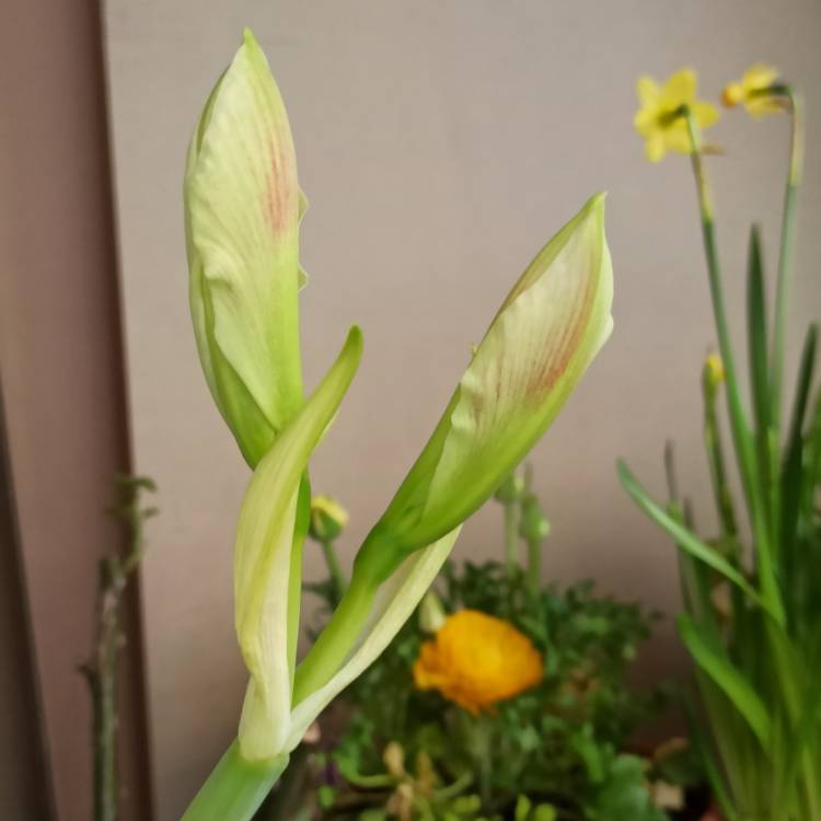 plant image 1457172 plant image 1457172